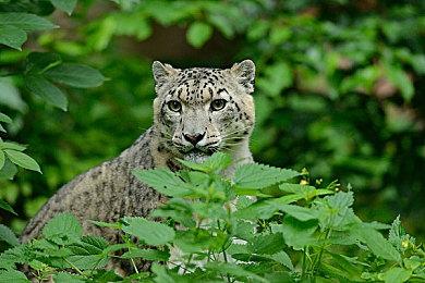 2分钟拿捏国内外玩家，这或许是战术竞技下一个爆款